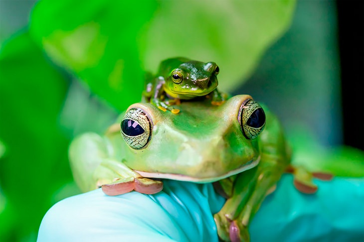 Award-Winning Photos from Zoos & Aquariums, Thao whipping frog