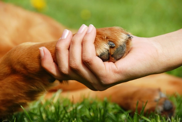 dog paw and human hand