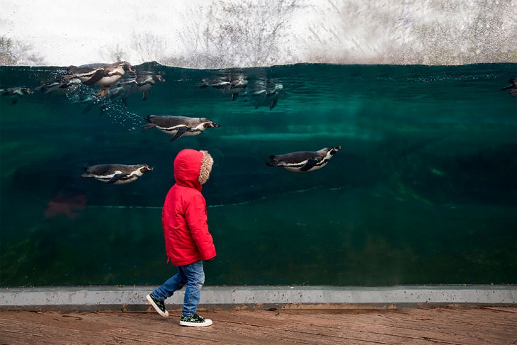 Award-Winning Photos from Zoos & Aquariums, penguin