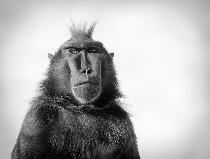 Award-Winning Photos from Zoos & Aquariums, Macaque