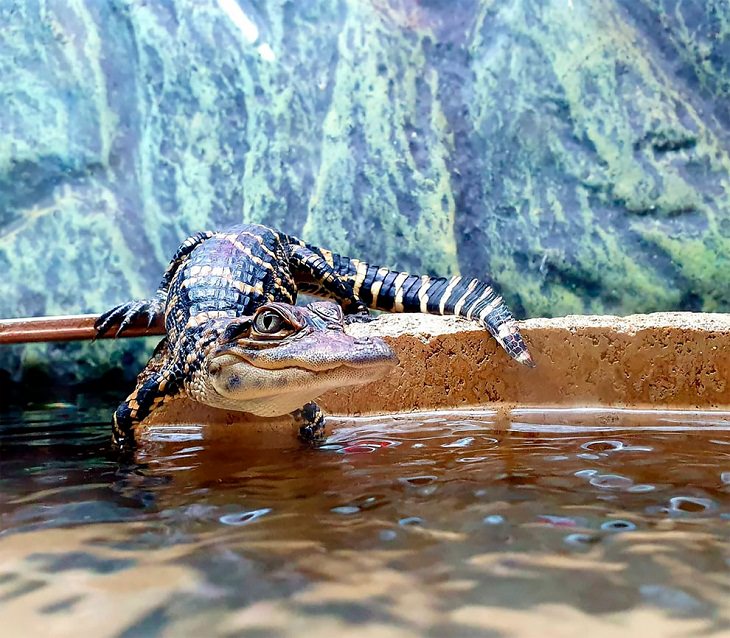 Award-Winning Photos from Zoos & Aquariums, alligator