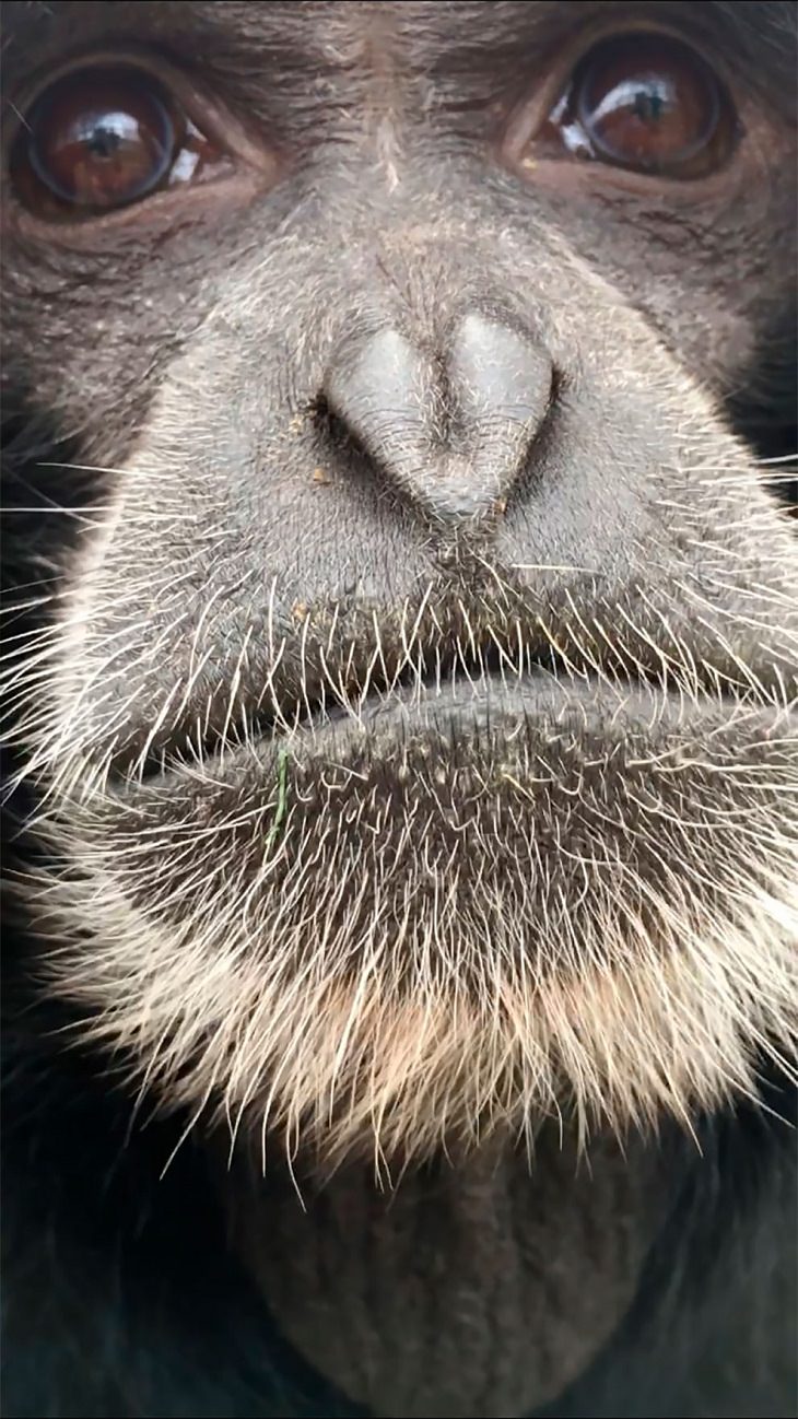 Award-Winning Photos from Zoos & Aquariums, gibbon