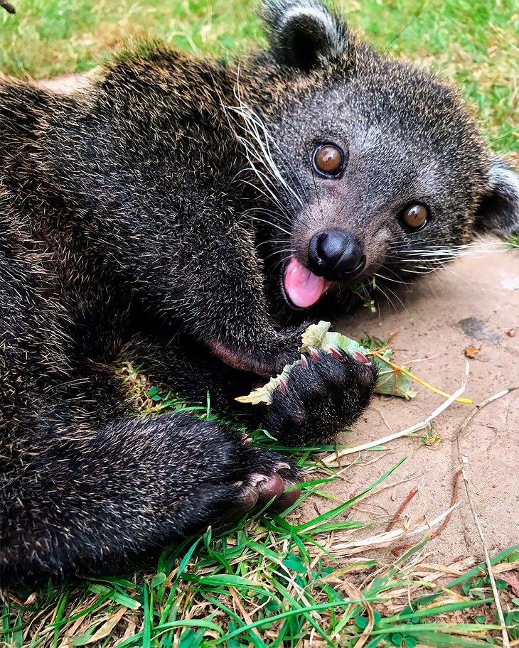 Award-Winning Photos from Zoos & Aquariums, Binturong