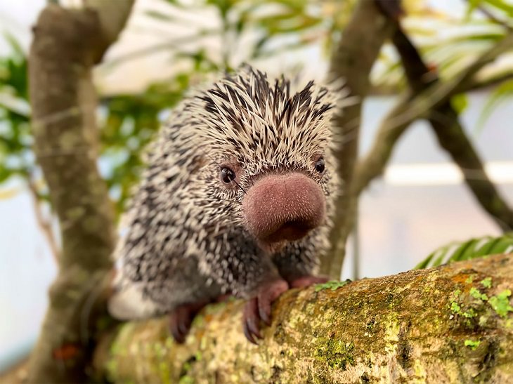 Award-Winning Photos from Zoos & Aquariums, porcupine