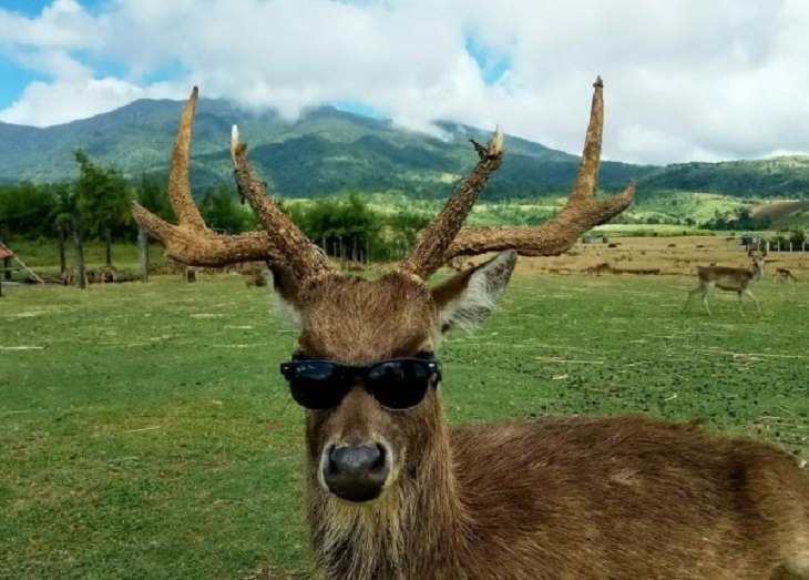 Funny animals, shades