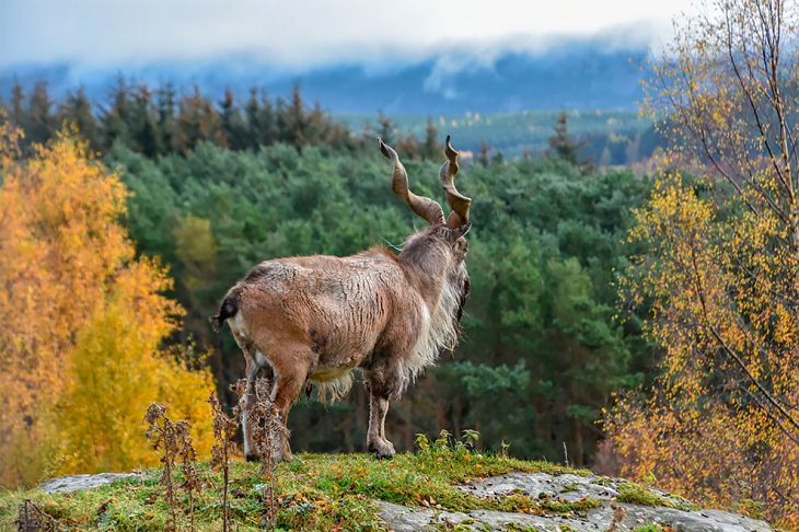 Award-Winning Photos from Zoos & Aquariums, Markhor