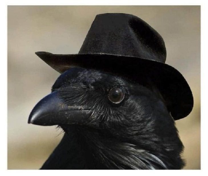 Funny animals, crow