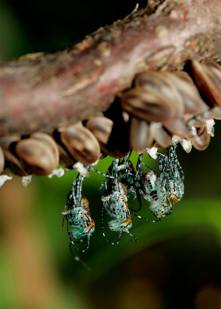 Award-Winning Photos from Zoos & Aquariums, Giant katydid