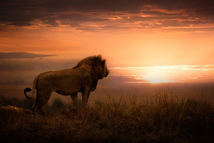 Wildlife Photographers Raise Money For Africa