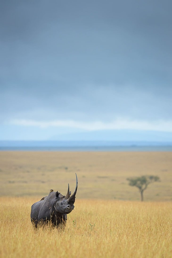 Wildlife Photographers Raise Money For Africa