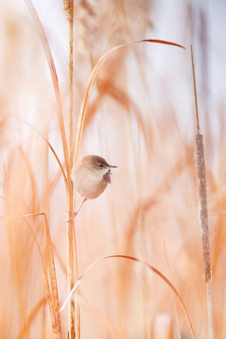 Wildlife Photographers Raise Money For Africa