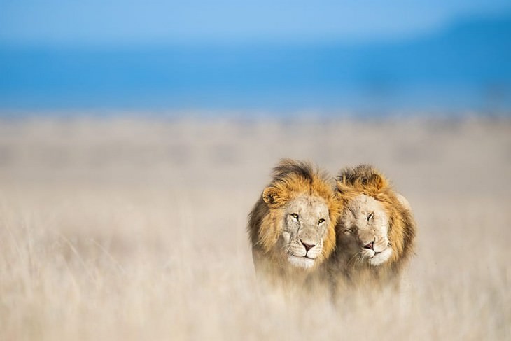 Wildlife Photographers Raise Money For Africa