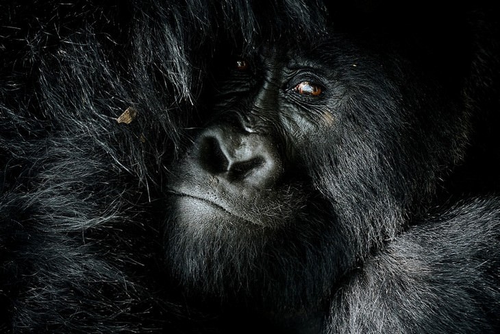 Wildlife Photographers Raise Money For Africa