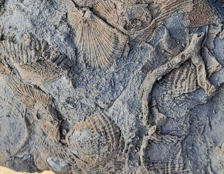 Incredibly Cool, fossils