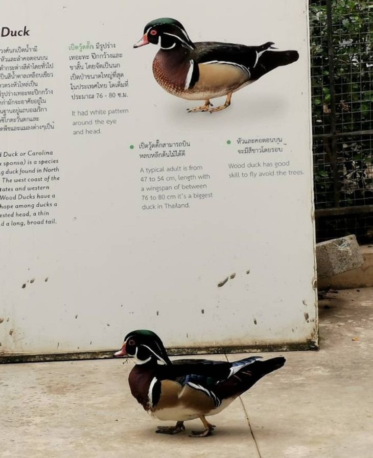 Incredibly Cool, Wood Duck