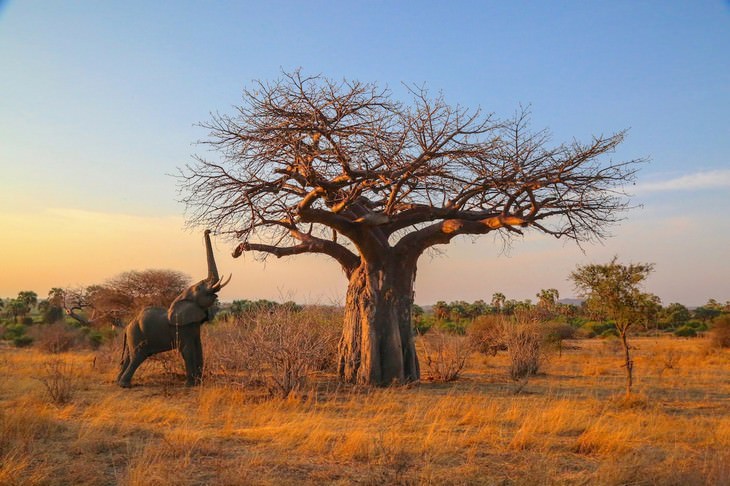 Wildlife Photographers Raise Money For Africa