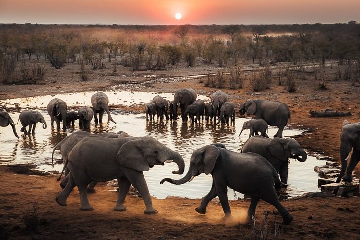 Wildlife Photographers Raise Money For Africa