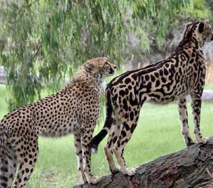 Nature Photos  King Cheetah