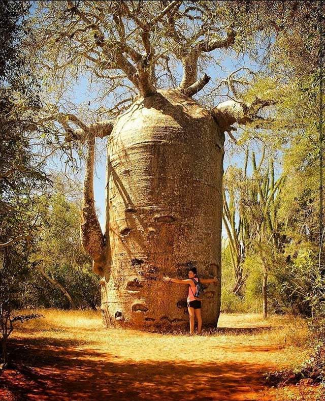 Nature Photos Boabab Tree