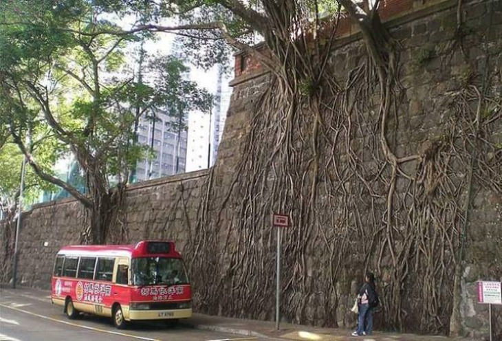 Nature Photos Roots embracing a concrete wall