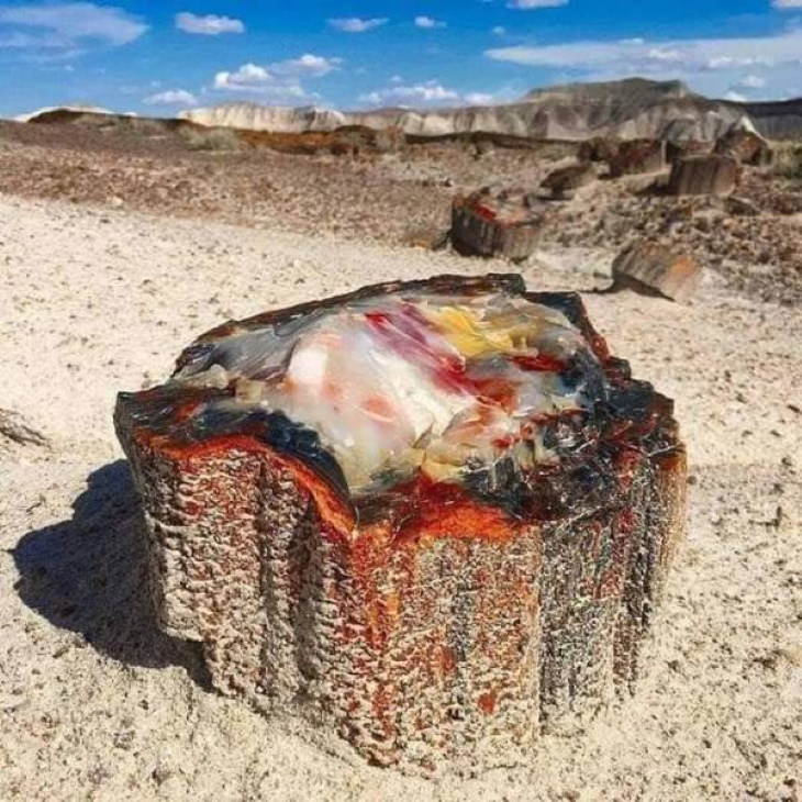 Nature Photos petrified opal tree trunk in Holbrook, Arizona