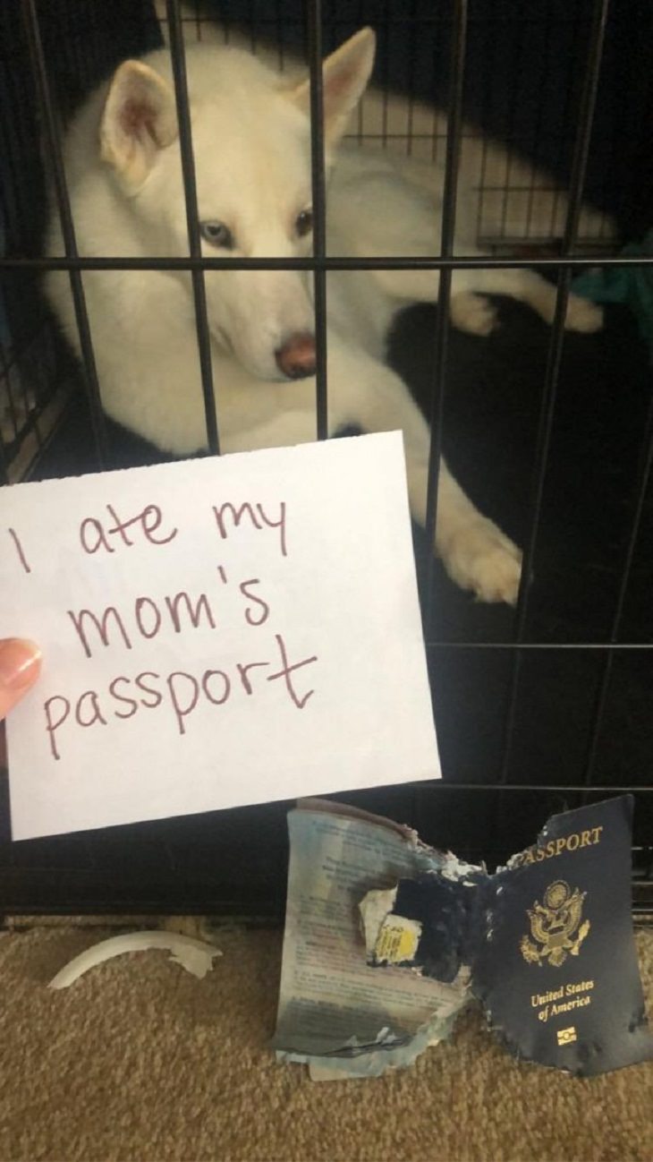 Pet Hall of Shame passport