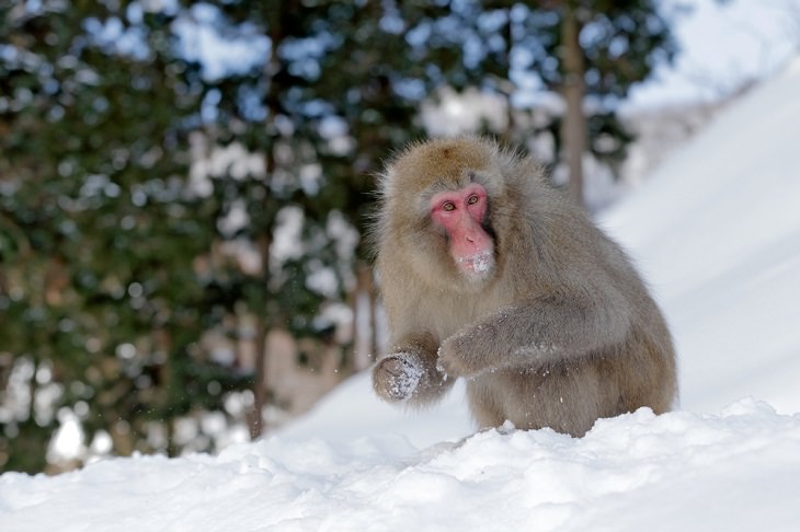 Happy Facts, Japanese Macaques