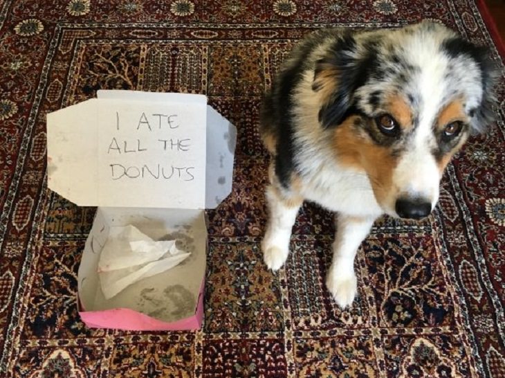 Pet Hall of Shame donuts