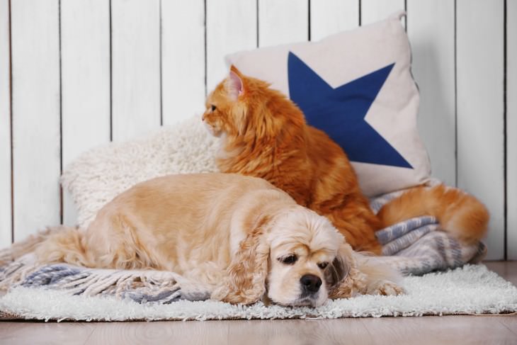 Winter Allergies: Causes and Efficient Solutions, cat and dog