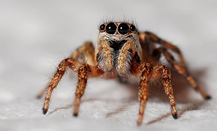 Creepy Facts About the World spider