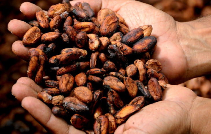 Creepy Facts About the World cocoa beans