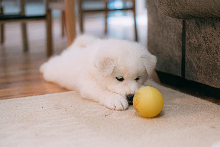 Creepy Facts About the World puppy playing with squeaky toy