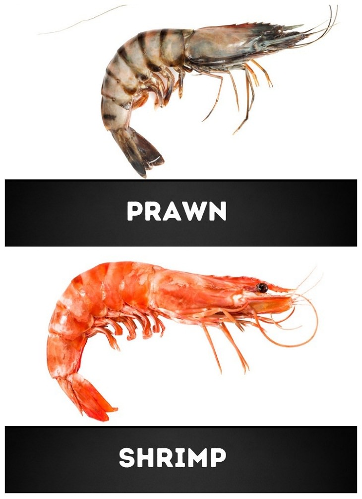 Food Pairs That Commonly Confuse Us, Prawn vs. shrimp