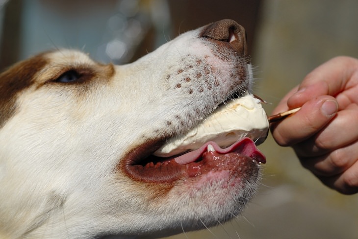 5 Easy-to-Make Dog Treats, Frozen Yogurt