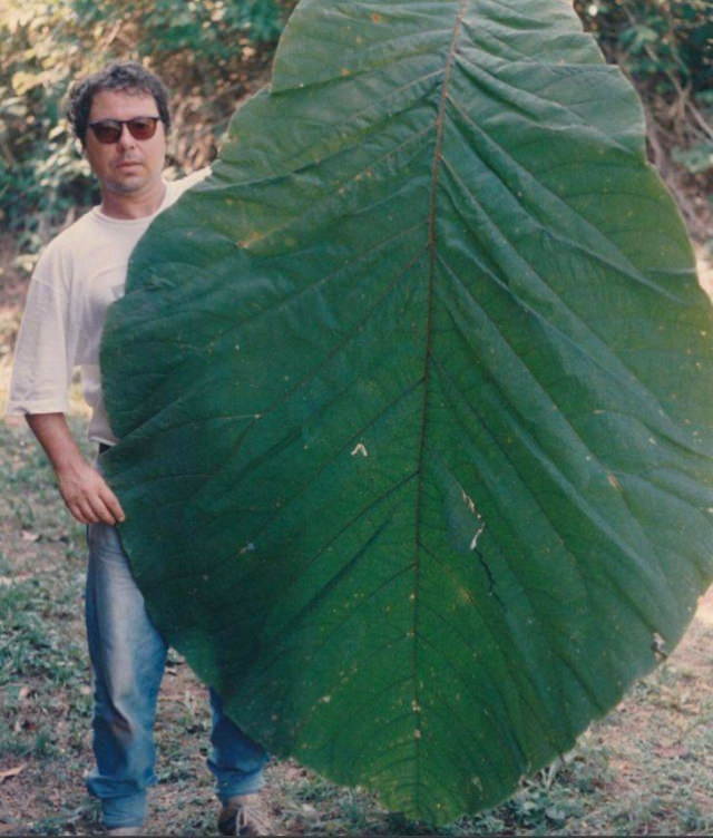 Comparison Photos life sized leaf