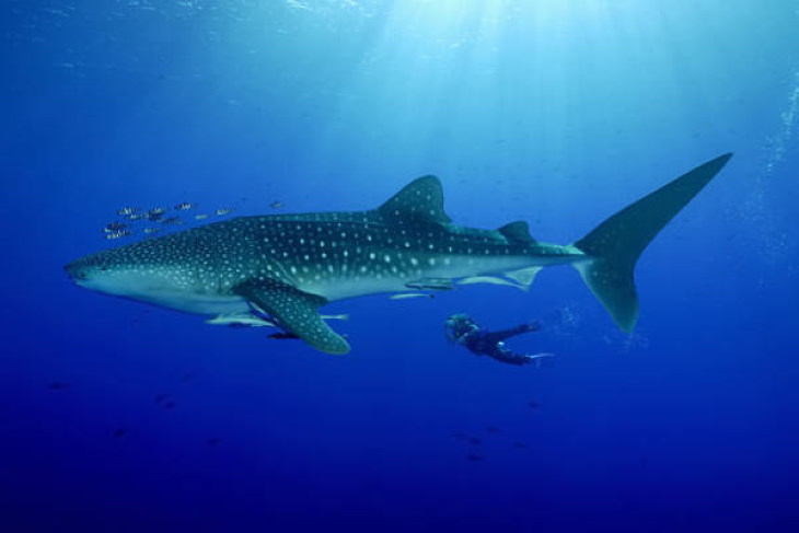 Comparison Photos A diver next to a whale shark