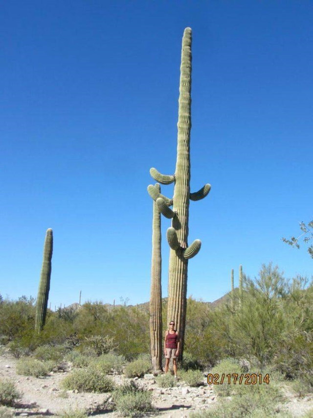 Comparison Photos cactus