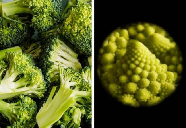 Microscope Pics, Broccoli