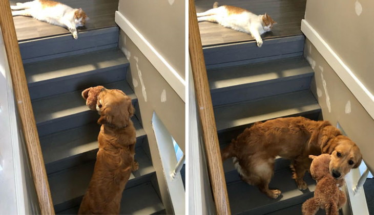  Dogs Letting Cats Boss Them Around "You shall not pass"