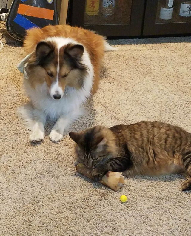  Dogs Letting Cats Boss Them Around My cat stole my dog's bone but the dog is too nice to take it back so instead he is just watching and whining.