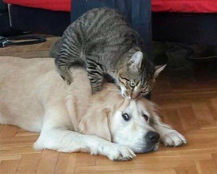  Dogs Letting Cats Boss Them Around cat chewing dog