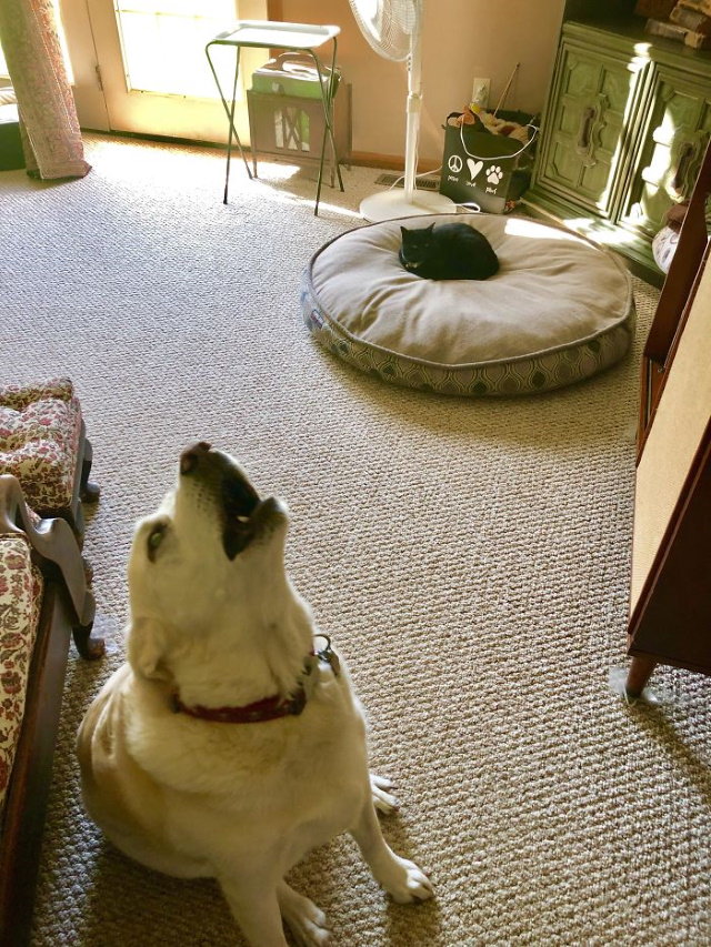  Dogs Letting Cats Boss Them Around I was able to capture the raw anguish he felt after losing his bed to the void