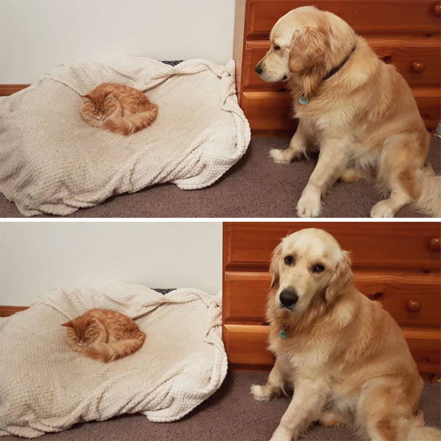  Dogs Letting Cats Boss Them Around Puzzled, confused, and heartbroken...