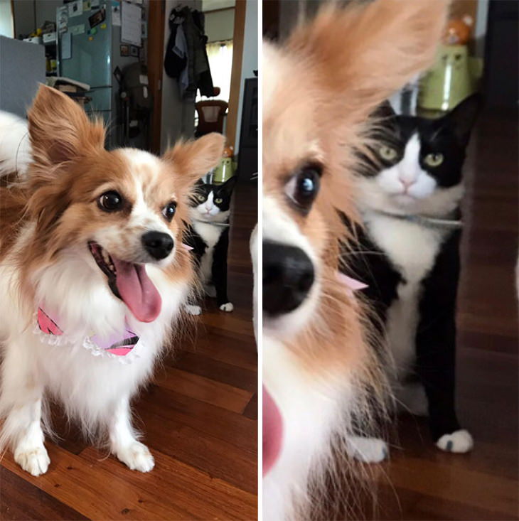  Dogs Letting Cats Boss Them Around Why did you bring her back from the dog groomers?"