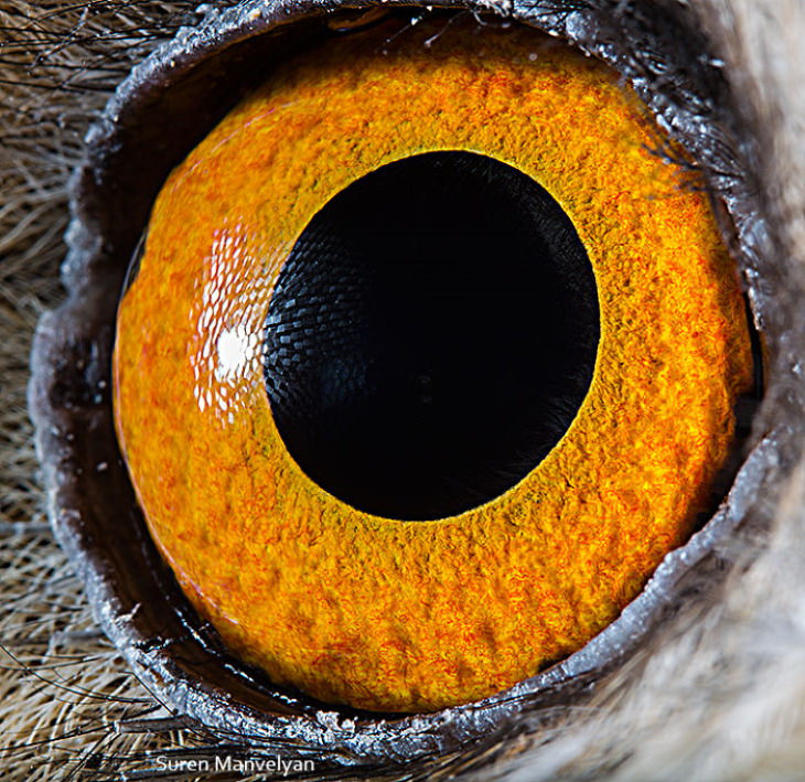 Suren Manvelyan Animal Eyes Photos Long-Eared Owl