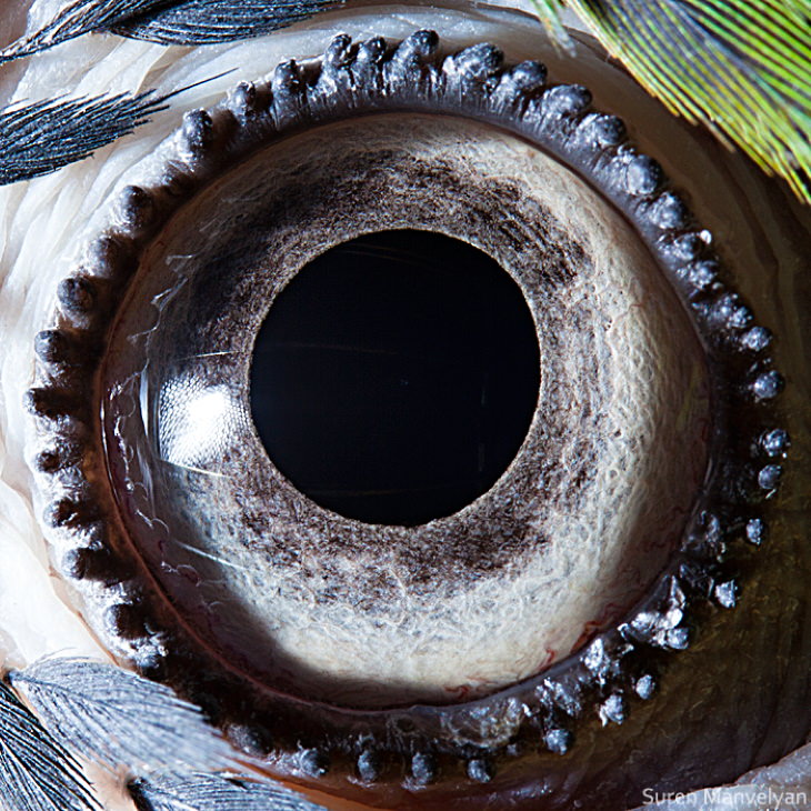 Suren Manvelyan Animal Eyes Photos Blue-and-yellow macaw
