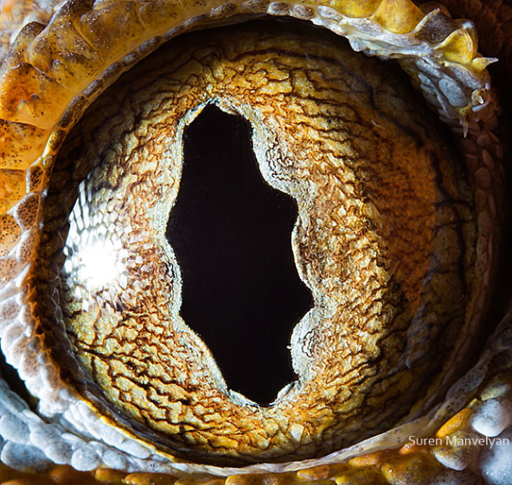 Suren Manvelyan Animal Eyes Photos Tokay Gecko
