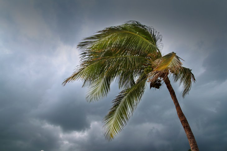 How hurricanes get their names palm tree in the wind