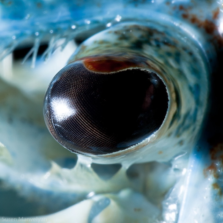 Suren Manvelyan Animal Eyes Photos Blue Crayfish
