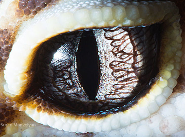 Suren Manvelyan Animal Eyes Photos Leopard gecko